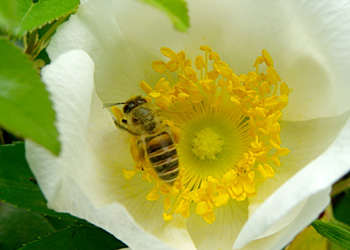 ハチによるアナフィラキシーショック